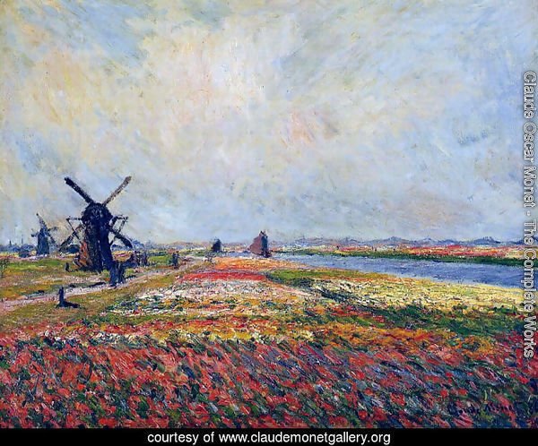 Fields Of Flowers And Windmills Near Leiden