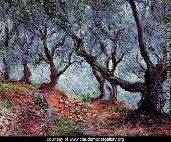Grove Of Olive Trees In Bordighera
