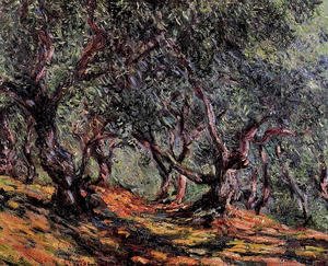 Olive Trees In Bordighera