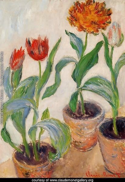 Three Pots Of Tulips