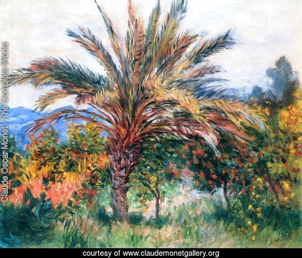 A Palm Tree At Bordighera
