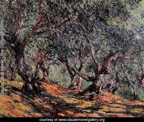 Olive Trees In Bordighera