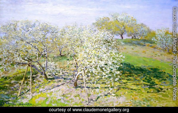 Springtime Aka Apple Trees In Bloom
