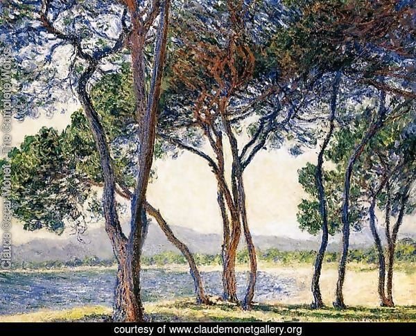 Trees By The Seashore At Antibes