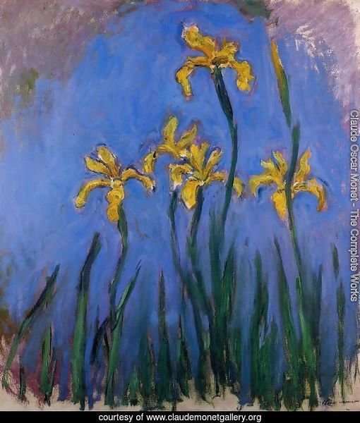 Yellow Irises2